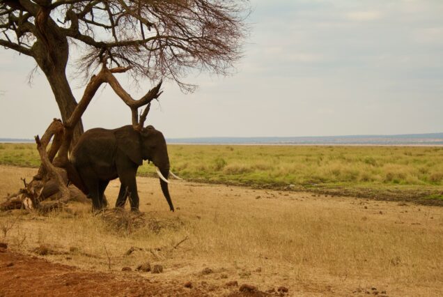 an elephant walking next to a tree